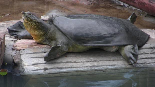 Fotografie zachycuje samici kožnatky Swinhoeovy, u které v Su-čou proběhlo umělé oplodnění. Foto (c) Gerald Kuchling/Turtle Survival Alliance