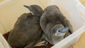 Mláďata tučňáků Humboldtových mají prozatím šedivé peří. Foto: Petr Hamerník, Zoo Praha.