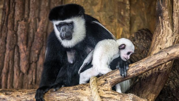 Gueréza, jež přišla na svět 14. listopadu, je 37. v chovu pražské zoo. Foto: Ondřej Kroutil, Zoo Praha.