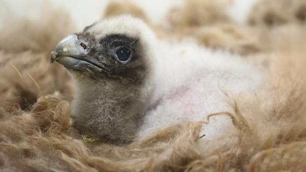 The first bearded vulture chick to hatch at Prague Zoo since 2006. Still covered in down, it bears a passing resemblance to the adult. Photo: Antonín Vaidl, Prague Zoo