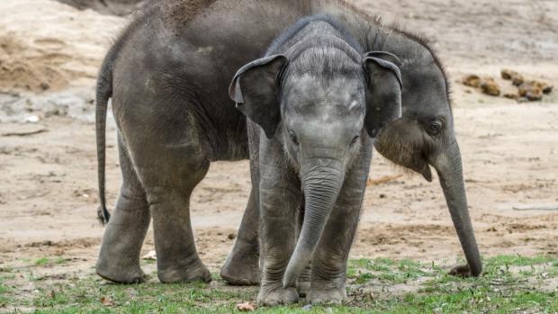 Sobota bude patřit v Zoo Praha slonům, kteří mají Světový den. Těší se na něj i dvě slůňata. Foto: Petr Hamerník, Zoo Praha.