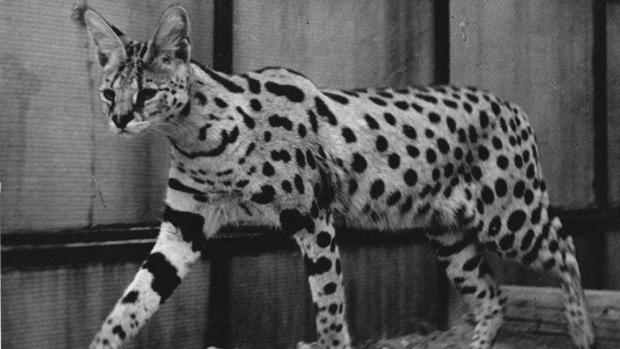 Serval, foto (c) Archiv Zoo Praha