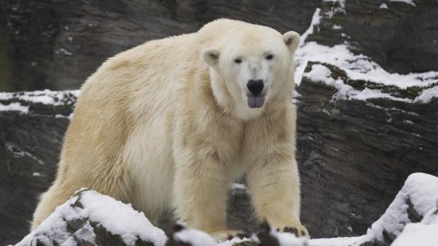 Ikonou kvízové stezky a kampaně Od pólu k pólu se stal lední medvěd, foto: Tomáš Adamec, Zoo Praha