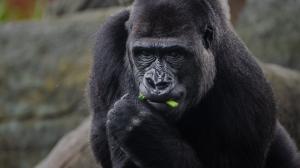 Po gorilí samici Duni (na snímku) byla nyní potvrzena březost i u samice Kijivu. Foto: Tereza Šolcová, Zoo Praha