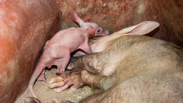 Malý hrabáč v pátém dni života. Veliké uši již nemá zplihlé a chvílemi je velice aktivní. Foto: Miroslav Bobek, Zoo Praha