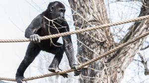 Nově upravený venkovní výběh goril si nejvíce užívá sameček Nuru. Vít Lukáš, Zoo Praha