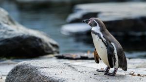 Samice tučňáka Humboldtova. Foto: Petr Hamerník