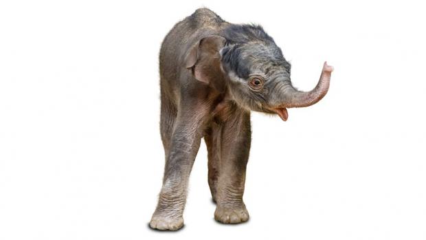 Janita's baby. Source: Archives Prague Zoo