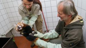 Pražské mládě pandy červené – za vyluzování ne příliš líbivých zvuků – absolvovalo veterinární prohlídku a dostalo první očkování. Foto: Petr Hamerník, Zoo Praha.