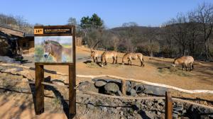 Expozici Gobi (nejen) pro koně Převalského otevřela Zoo Praha v sobotu. Během nadcházejícího víkendu ji mohou zájemci poznat během speciálních prohlídek s průvodcem, které začínají oba dny ve 14 hodin u horní stanice lanovky. Foto Petr Hamerník, Zoo Praha