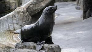 Samec lachtana jihoafrického Eda. Foto: Petr Hamerník, Zoo Praha