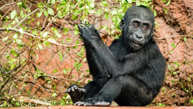 Gaia je ze sester tím klidnějším mládětem. Foto Petr Hamerník, Zoo Praha