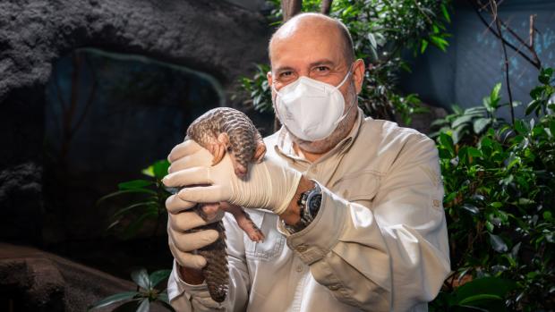 Ředitel Zoo Praha Miroslav Bobek s mládětem luskouna krátkoocasého. Foto: Oliver Le Que, Zoo Praha