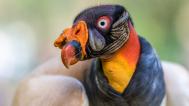 Kondor královský, foto: Petr Hamerník, Zoo Praha