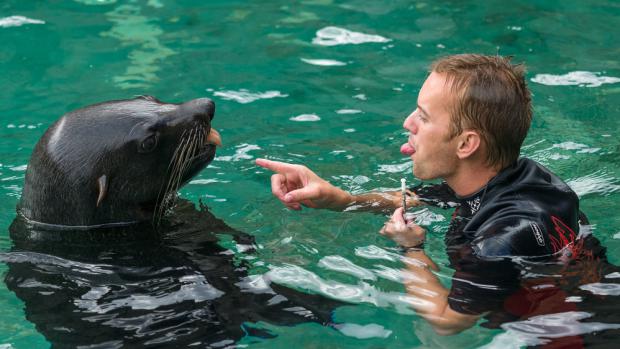 Vyplazovat jazyky se sice nemá, ale při cvičení Melouna a Jakuba Mezeie to jinak nejde.  Foto: Petr Hamerník, Zoo Praha