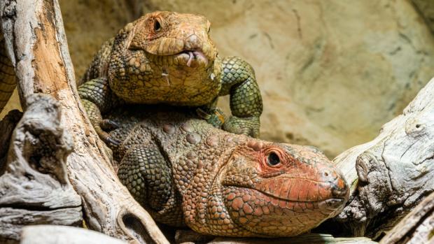 Foto: Petr Hamerník, Zoo Praha