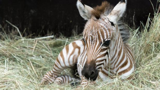 Mládě se má čile k světu a matka Istrie se o něj vzorně stará. Foto: Petr Hamerník, Zoo Praha