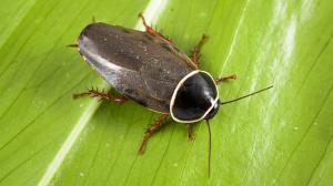 Šváb simandojský. Foto: Petr Hamerník