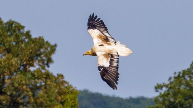 Bojana the female Egyptian vulture circling over the slopes of the Eastern Rhodopes. Bojana is the first human-reared Egyptian vulture to return to the Balkans after its journey to Africa. Author: Miroslav Bobek, Prague Zoo. 