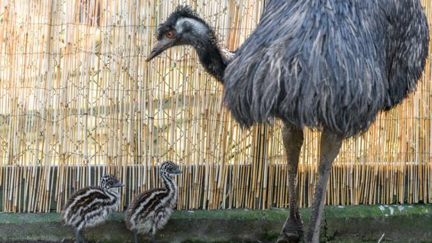 O mláďata emu se v pražské zoo stará jejich otec Emil. Foto: Petr Hamerník, Zoo Praha
