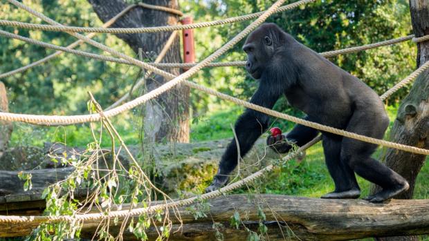 Foto: Petr Hamerník, Zoo Praha
