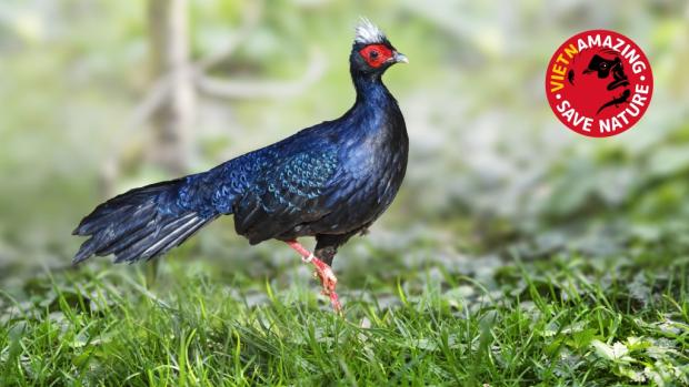 Kriticky ohrožený bažant Edwardsův je jedním z vlajkových druhů kampaně Vietnamazing. Foto: Václav Šilha, Zoo Praha