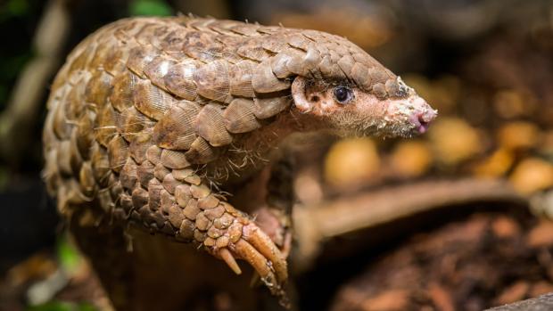 Foto: Petr Hamerník, Zoo Praha