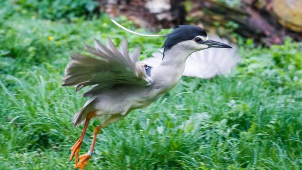 Foto: Miroslav Bobek, Zoo Praha