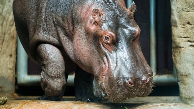 Pětiletý hroší samec Fanda najde nový domov ve francouzské zoologické zahradě La Palmyre. Autor Petr Hamerník, Zoo Praha