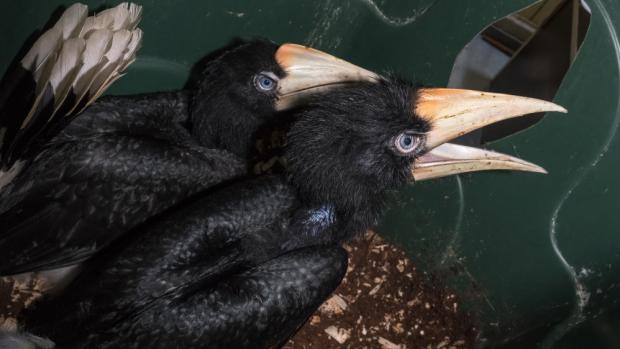 Zoo Praha odchovala zatím největší počet mláďat dvojzoborožce nosorožčího v Evropě – třináct – a koncem března se vylíhla dvě další. Pražská zoo tím zvýšila jak vlastní, tak evropský rekord. Foto: Petr Hamerník, Zoo Praha.