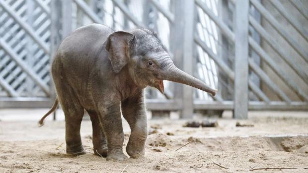 Slůně 5. měsíců staré, foto: Martin Smrček, Zoo Praha