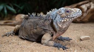 The Cuban iguana male Pepíno is kept in shape by the presence of another male in the neighbouring terrarium. Photo: Miroslav Bobek