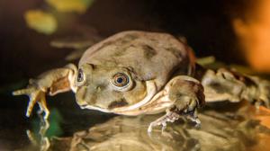 Foto: Petr Hamerník, Zoo Praha 