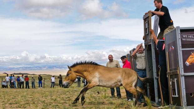 Návrat divokých koní, foto: Jana Ptačinská Jirátová