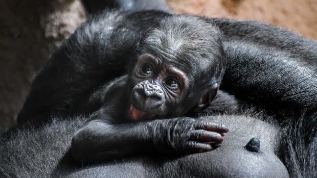 Mládě samice gorily nížinné Shindy je sameček.  Autor: Jana Myslivečková, Zoo Praha