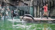 Chovatel Jakub Mezei při ukázce tréninku lachtanů. Foto: Petr Hamerník, Zoo Praha
