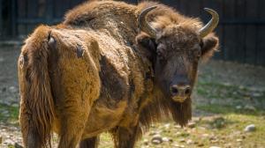 Foto: Petr Hamerník, Zoo Praha
