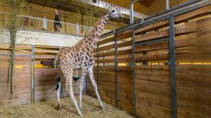 Niara, the three-year-old female giraffe, in the off-show facilities at the African House. In the background is Roman Vodička, Prague Zoo’s chief veterinarian. Photo: Petr Hamerník, Prague Zoo