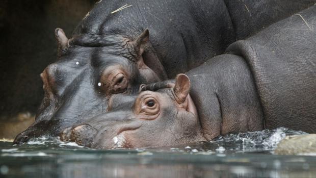Hovory s panem Hrochem. Foto: Tomáš Adamec, Zoo Praha