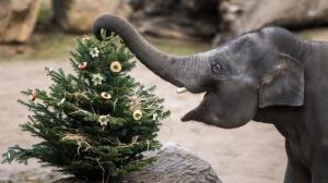 Ještě než sloni jehličnany spořádají, užijí si s nimi velkou zábavu. Chutný enrichment dostanou sloni oba dny v pravé poledne. Foto Petr Hamerník, Zoo Praha