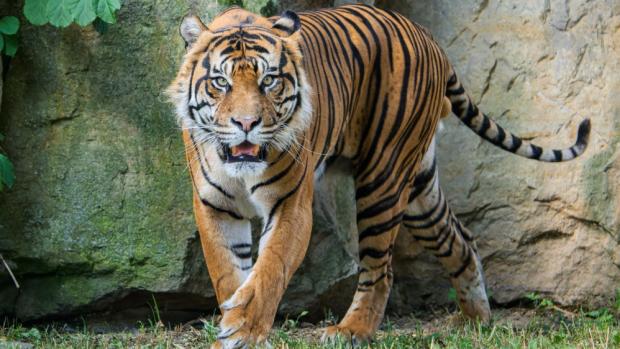 Tygr sumaterský Achilles při jedné z prvních výprav do venkovního výběhu Pavilonu šelem a plazů. Foto Petr Hamerník, Zoo Praha