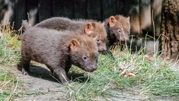 Letošní mláďata se narodila na začátku srpna. Foto: Jana Myslivečková, Zoo Praha