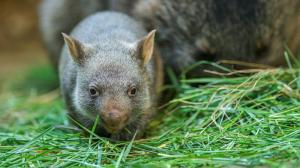 Tyto jedinečné vačnatce chová v České republice pouze Zoo Praha. Foto Petr Hamerník, Zoo Praha