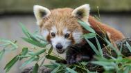 Panda červená. Foto: Petr Hamerník, Zoo Praha