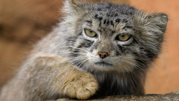 Pallas’s cats in the Gobi exhibit tend to conserve energy during hot summer days and become active later in the evening. Pictured: the male Spay. Photo: Petr Hamerník, Prague Zoo