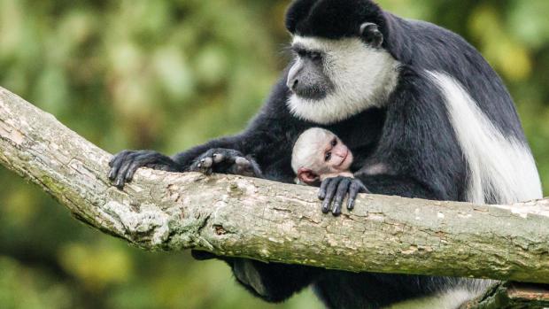 Hned po narození nosí matka svého potomka na hrudi a později ho vozí na hřbetě. Foto: Petr Hamerník, Zoo Praha