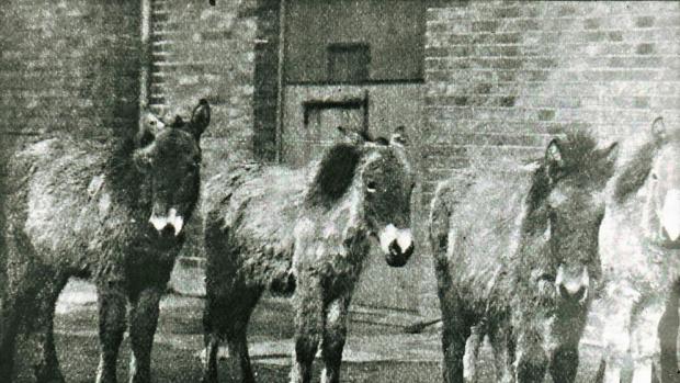 Foto © archiv Zoo Praha