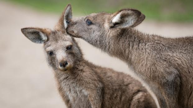 Klokany rudokrké a obrovské (na snímku) čeká valentýnské krmení v 10.30. Průchozí expozice umožní návštěvníkům stanout v bezprostřední blízkosti těchto oblíbených vačnatců. Foto: Petr Hamerník, Zoo Praha