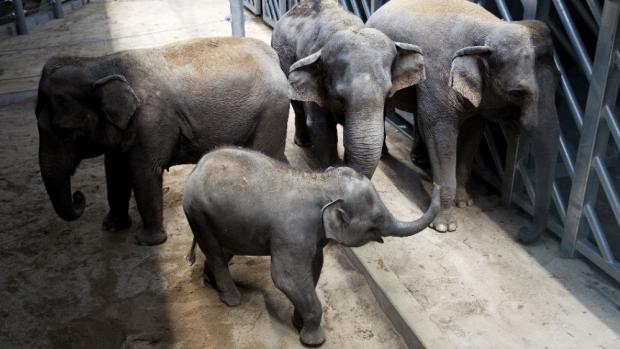 Tonya v popředí, foto: Tomáš Adamec, Zoo Praha