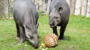 Tapíři jihoameričtí dolovali z proutí zeleninové kousky. Foto: Petr Hamerník, Zoo Praha